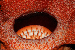 mizisham:  up close Rafflesia keithii “corpse flower” near Poring hot springs, Sabah, Borneo, Malaysia by Damon Tighe on Flickr.