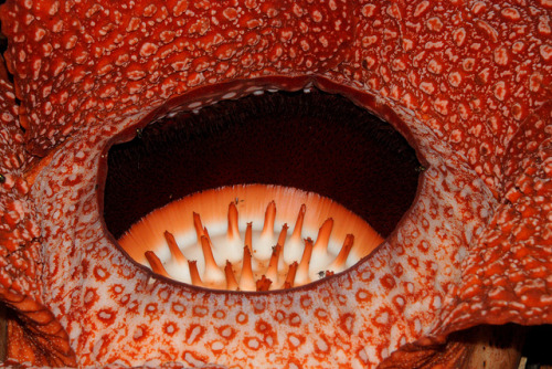 Porn Pics mizisham:  up close Rafflesia keithii “corpse