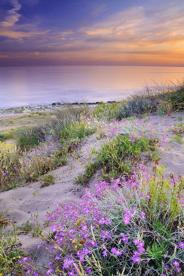 djferreira224:  Sunset At The Beach Flowers On The Sand by Guido Montanes Casti…