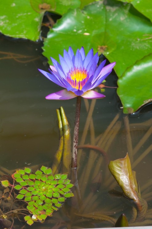 Blue Lotus