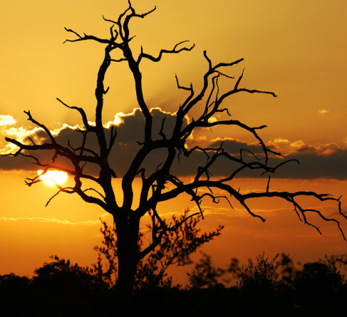 African Sunset by anacm.silva on Flickr.