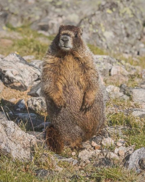 Met this lil bruiser up by the top of Flattop Mountain this summer. #rockynps #keepwildlifewild #fin