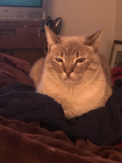 catsuggest:aleister sugeste: be lyke jak nicholson at end uf shining 