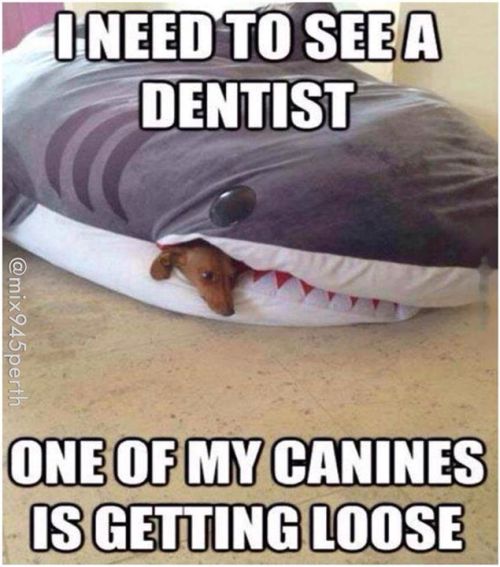 georgetakei:Dog gonnit http://ift.tt/1j5v8rd