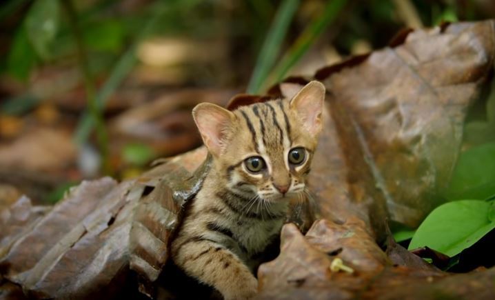 daughter-of-the-red-land:  chinon: bunjywunjy:  crystallinecrow:  slusheeduck:  im-fairly-whitty:  fizzy-dog:  i love cats you have long cat (serval) ear cat (sand cat) small evil cat (black footed cat) spherical cat (pallas cat) cat who probably watches