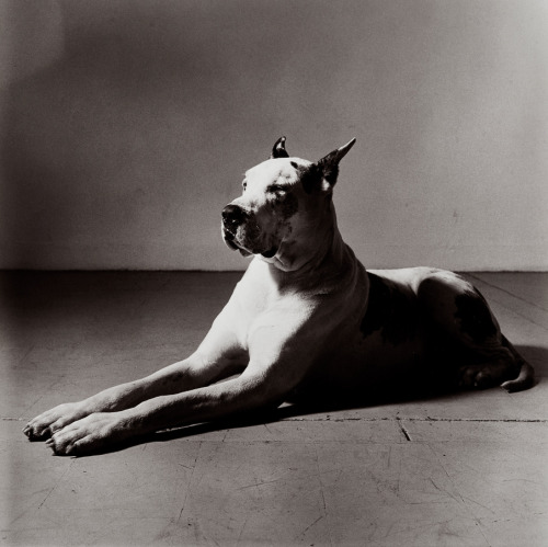 joeinct:Great Dane (Sphinx), Photo by Peter Hujar, 1981