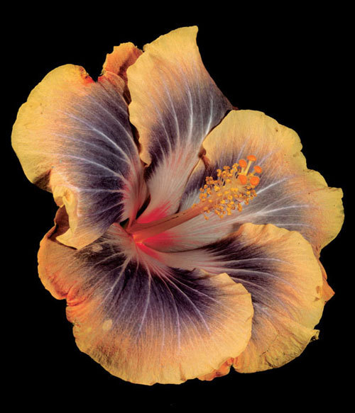 steroge: Hibiscus ‘Silver Memories’, by Jonathan Singer (Botanica Magnifica)