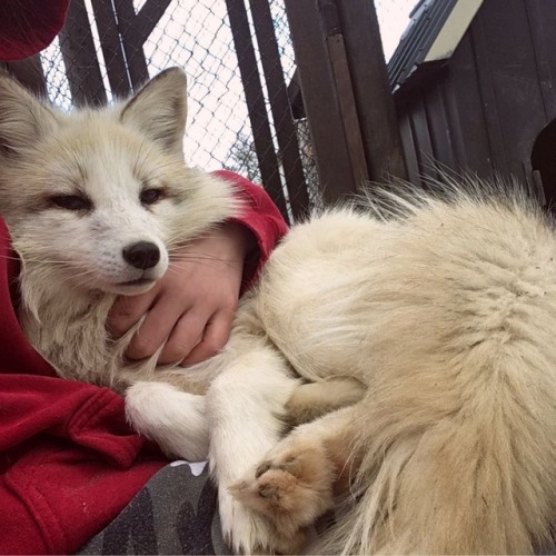 everythingfox:  MoodKhala the Fox