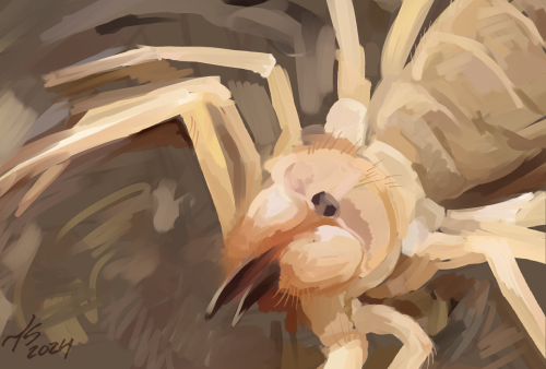 A rough, digitally painted camel spider, also known as a sun spider. It's body takes up the majority of the canvas' right side, and it is facing towards the camera/viewer. Most of it's legs and pedipalps extend off the canvas out of sight.