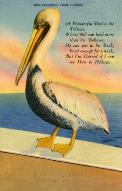 floridamemory:  A pelican-themed poem to