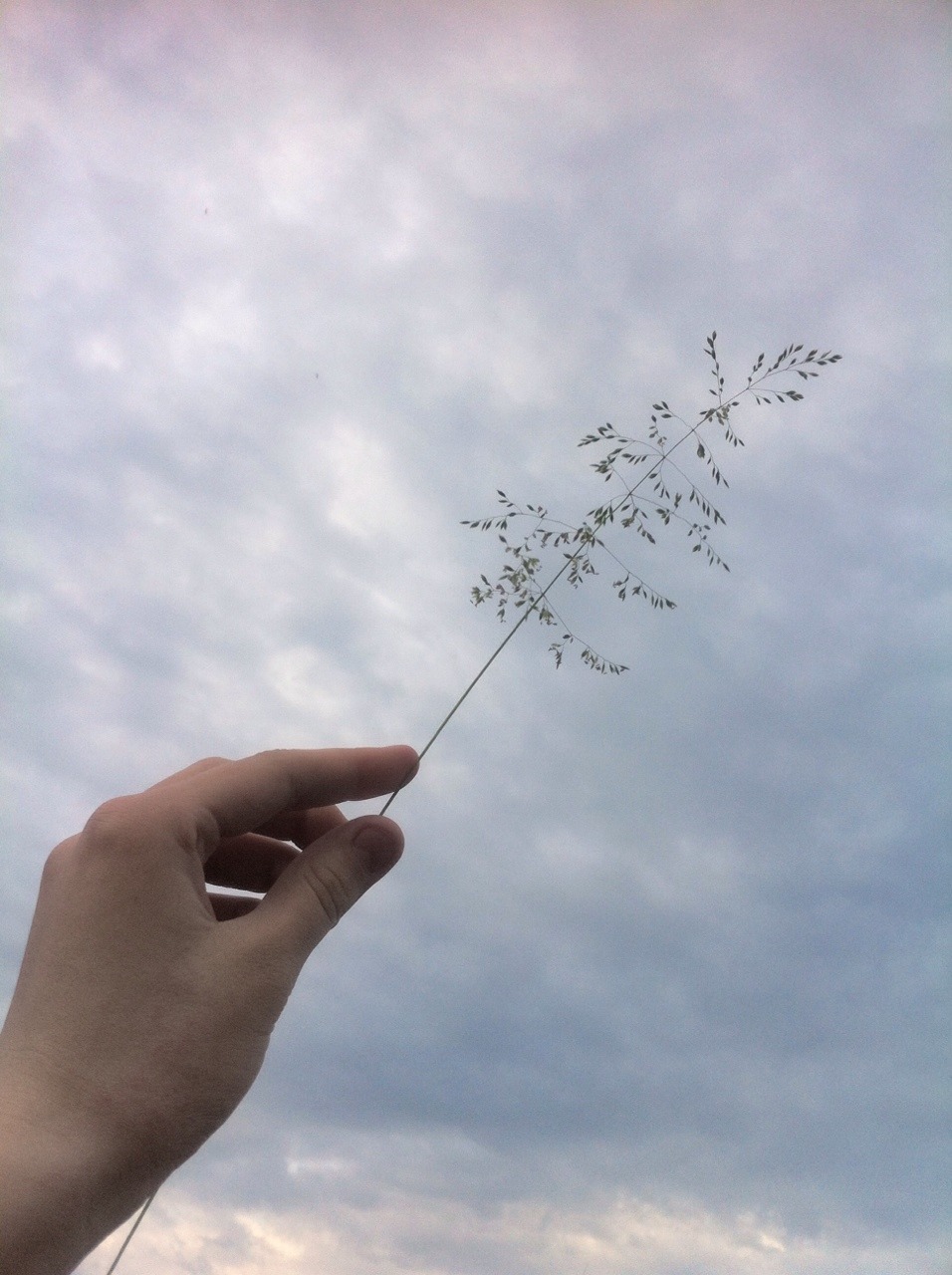 forest0fdenial:  🌸i believe the universe wants to be noticed🌸