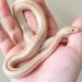 scalygems:Mine babby 😭San Felipe Ghost Rosy Boa