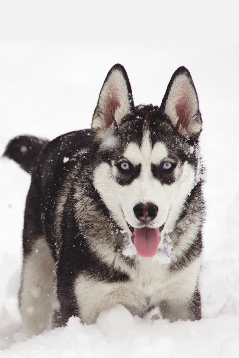 Husky in the Snow | Photographer