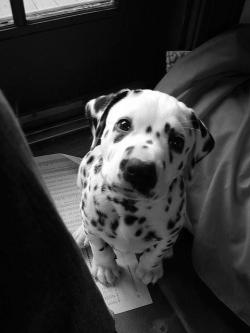 maferhb:  Okay este perrito es muy tierno…