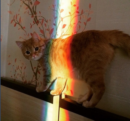 spacelesbians:rainbow cat moodboard 