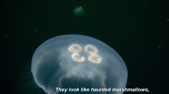 thedrunkhermit:  toxicglooo:  sevensuptic:  sevensuptic:   sevensuptic:  nature documentary but the narration is just weird enough to make you question it  “Some fish can walk out of water, so remember that next time.”   “You might think you’re