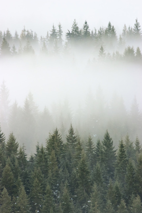 comoxphotography: Forbidden plateau beneath a sea of fog.