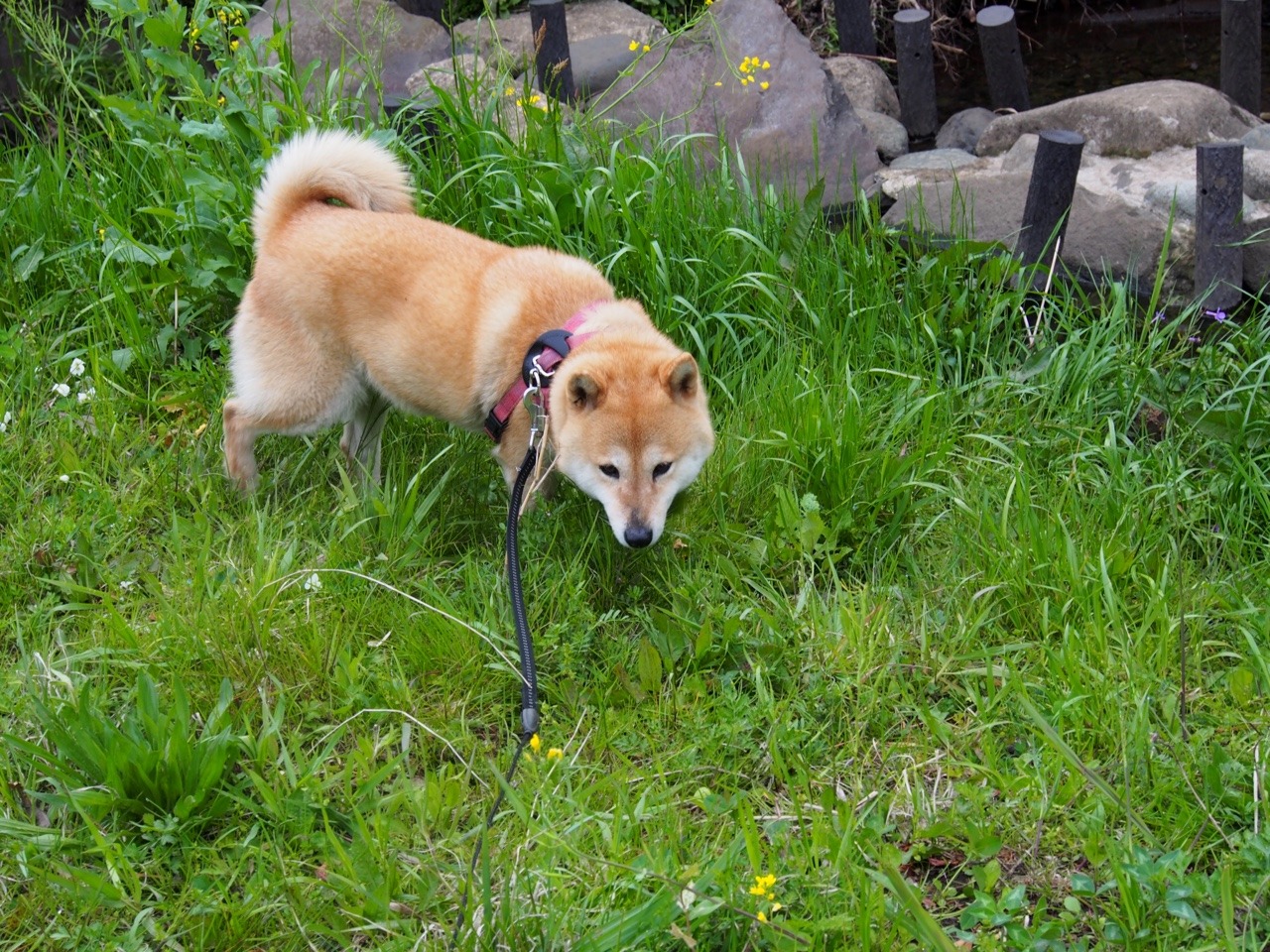 shibainu-komugi:今日の柴犬の小麦さん #shiba #dog #komugi #柴犬 #shibainu