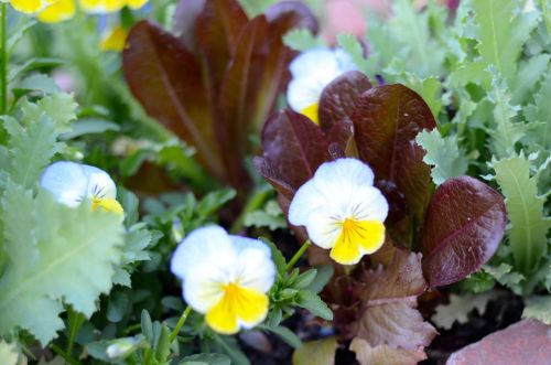 delishytown:Garden Greens in our edible landscape. Purple Kale, Rainbow Swiss Chard, Red Romaine, an