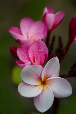 Plumeria.