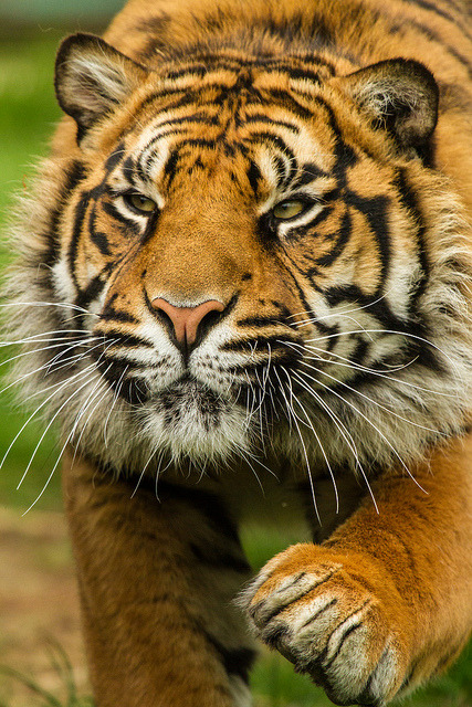 funnywildlife:  Wildlife Heritage Foundation - May 2013 by patrick-walker on Flickr. Tiger Strut 