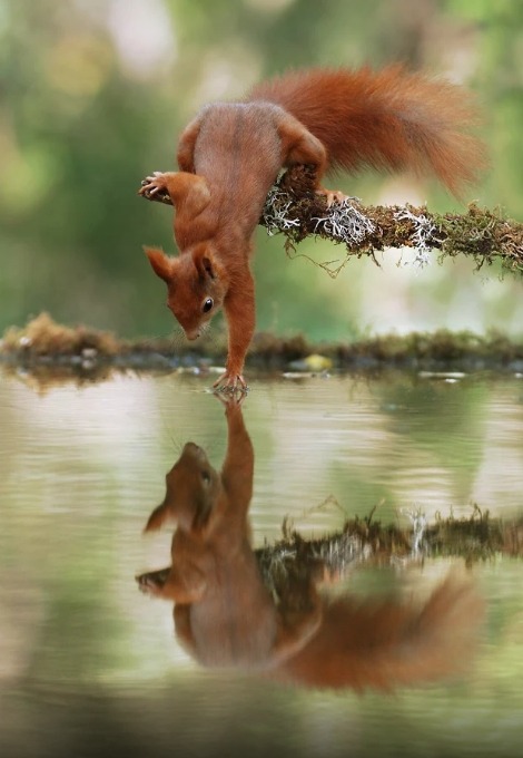 beautiful-wildlife:Can I touch you? by © Julian Rad