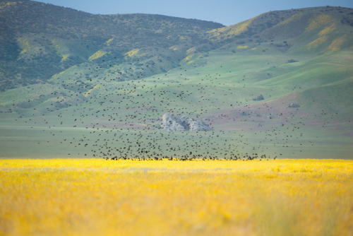 Spring at Carrizo Plain National Monument Carrizo Plain is amazing all year round and quite lovely i