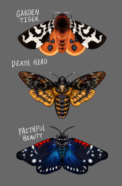 polararts:I”m making these into acrylic pins?? :’)+added a Atlas moth and Monarch butterfly (the only butterfly among moths, bc it’s my fav)&gt;&gt;Pre0rder in the sh0p [here] &lt;&lt; 10 USD OR 3 for 25 USD  (limited time bulk discount)3&quot;