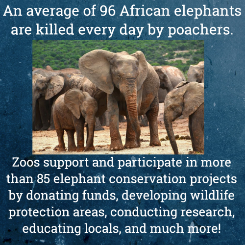 zoossavingspecies:Zoos help, support, and lead conservation efforts. In doing so they save species f