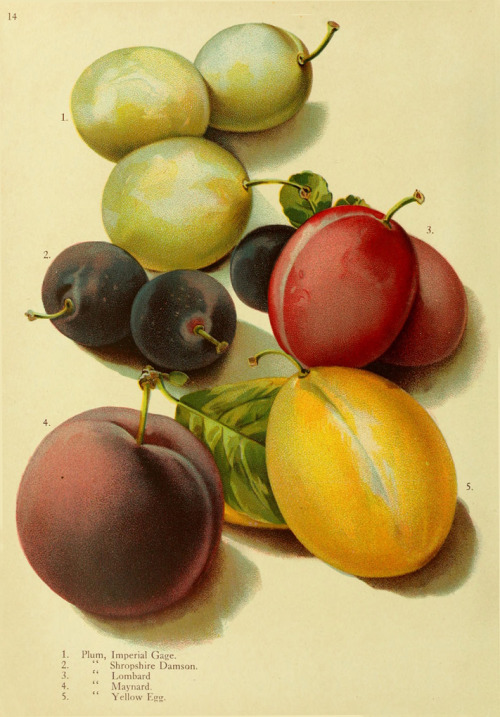 Varieties of plums from: Trees and plants for the world out of doors, 1909. Brown Brothers, Rocheste