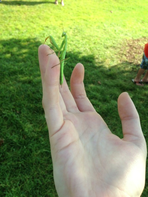 Praying mantis named Henry we found at work today (◡‿◡✿)