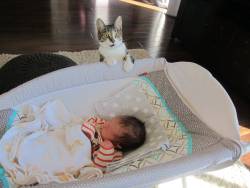 godotal:  We forgot to tell our cat that we had a baby