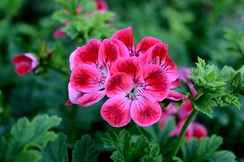 blooms-and-shrooms:  Printemps by Julie-34 