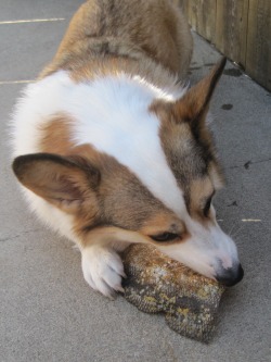acorgiaday:  No, Corgi did not jump into a savagely raging river to catch this salmon like a fierce animal warrior. He was handed it from a sealed package in his Pet Box in his backyard. But don’t tell him that — in his mind, he is ALL THAT IS DOG.
