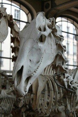 madness-and-gods:  “Horse skull” by *CitronVertStock on deviantART