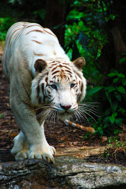 stayfr-sh:  Bengal White Tiger