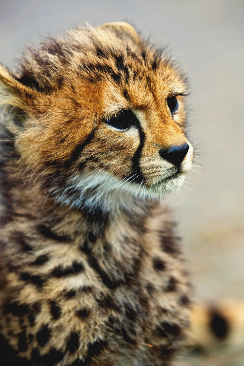 Porn jrxdn:  Cheetah Cub photos