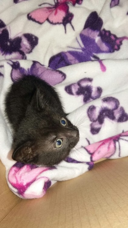 lousedog:So uh, we’re a cat rescue now I guess. :/ these guys aren’t even weaned properly and they w