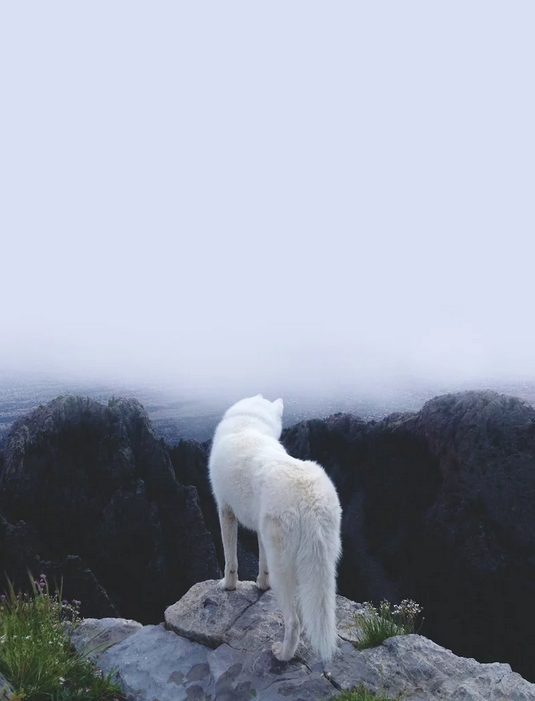 hotdiggitydog-blog:  kateoplis:  My life as a dog, John &amp; Wolf | Tumblr