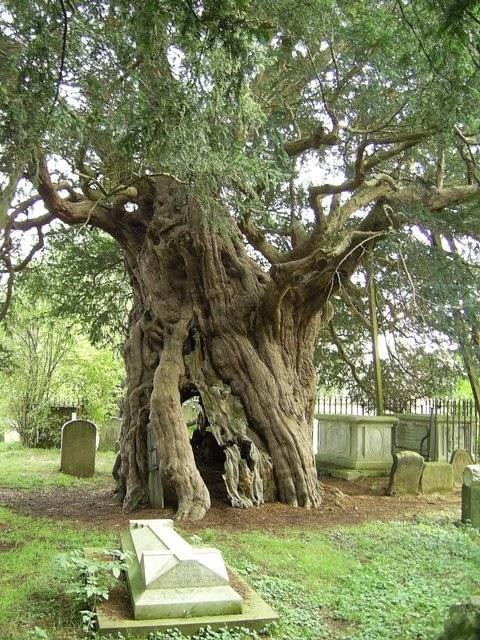 “In some types of Christianity, yew is planted around graveyards not only to remind