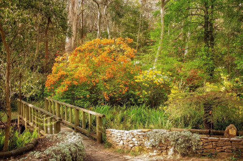 elvenforestworld: Rhododendron Garden in Blackheath, Blue Mountains, Australia by Daniela Const