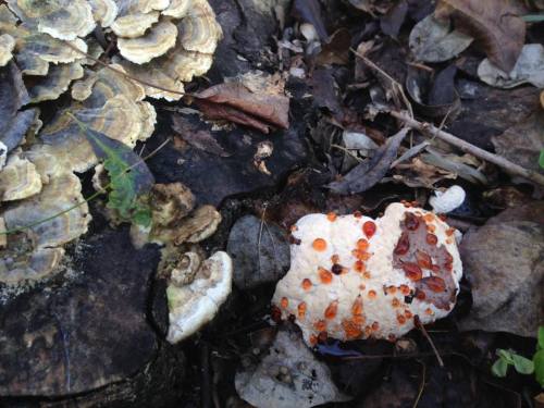 typhlonectes:Naturalist Journal:  Bleeding ToothI took another couple of photos of the Bleeding Toot