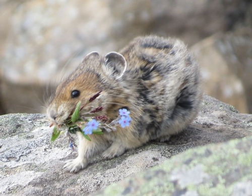 end0skeletal:Pikas gather food to store in their burrows for long winters. (x x x x)