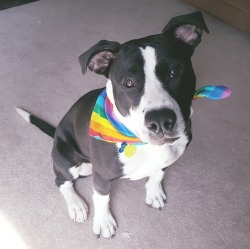 bucky-the-puppy:  good boys for gay rights