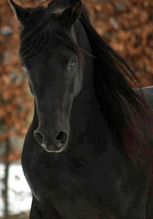 Horse. The word describes it all. Our mistake. We judge the book by it’s cover. But just for t