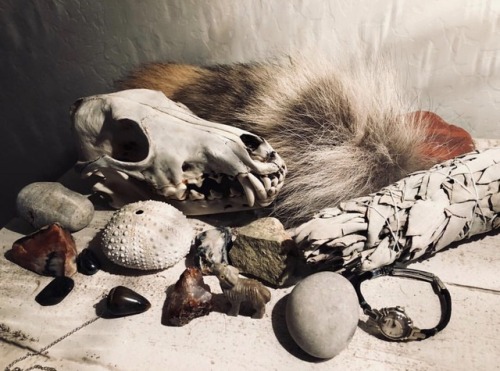 gotheathenry:  “Hey hey! Thought I’d submit a photo of my Altar! …The skull is from a coyote my frie