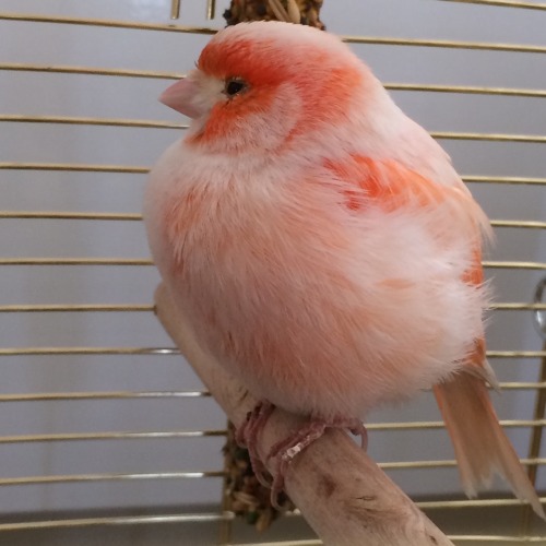 trinandtonic:remedyriot:god-loves-u-sweetheart:This is my cute little bird named peaches.peachesi lo