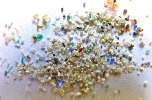 Microplastic is everywhere. You’re drinking it.This is a sample of beach sand mixed with sand-grain 