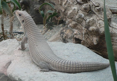 astronomy-to-zoology:Sudan Plated Lizard (Gerrhosaurus major)Also known Western Plated Lizard, Great