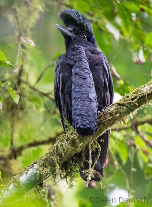 end0skeletal:The long-wattled umbrellabird (Cephalopterus penduliger) is a frugivorous Umbrellabird 